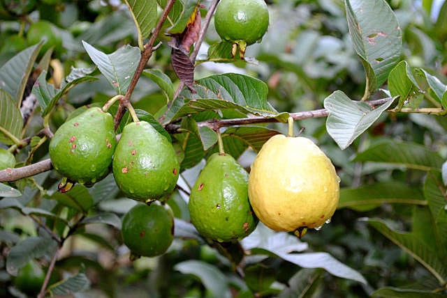 Chá de Goiaba e Diabetes: O Que a Ciência Diz Sobre o Controle da Glicemia