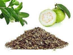 Receita Detalhada: Como Fazer o Chá de Folha de Goiaba Perfeito