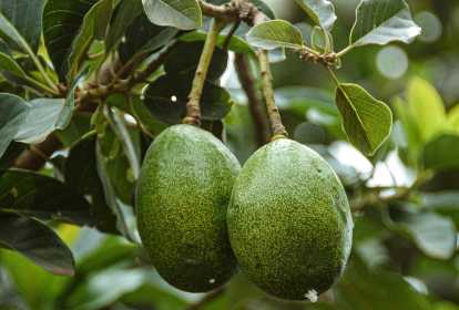 cha da folha do abacate