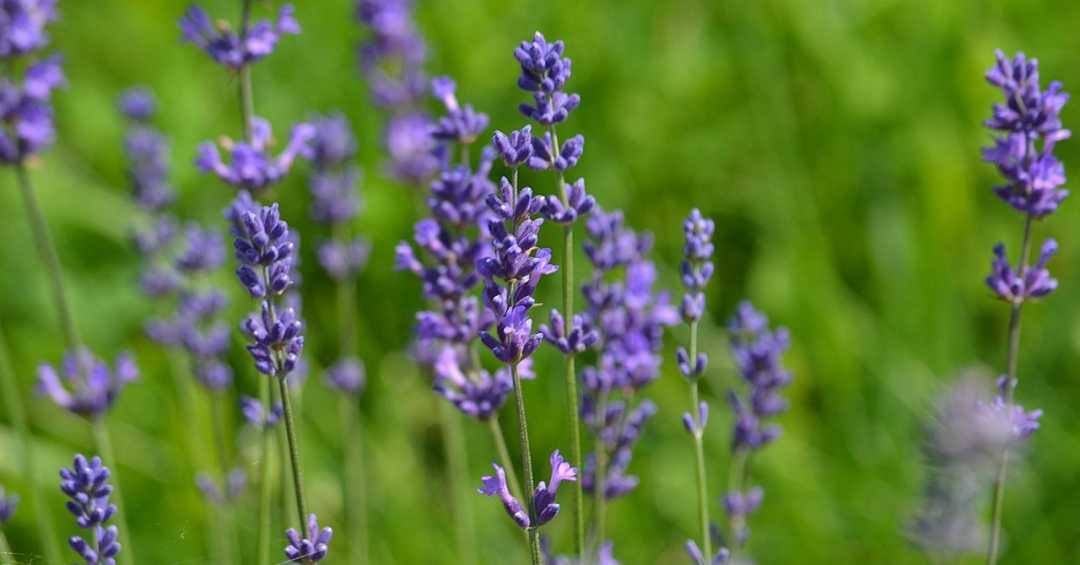 chá de alfazema e camomila para que serve