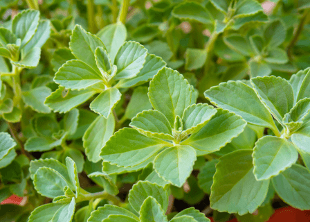 Boldo e Digestão: Como o Chá Pode Aliviar Azia e Gases