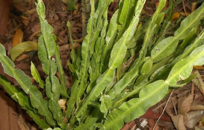 Carqueja: Benefícios Inesperados para a Saúde do Fígado e Digestão