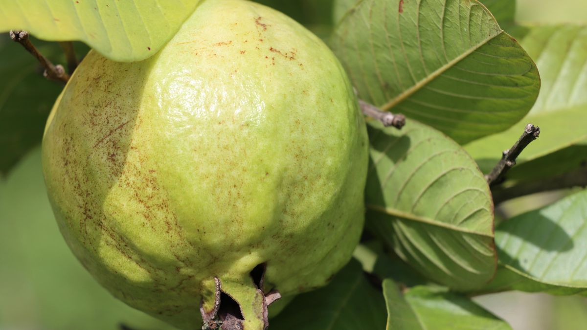 Como o Chá de Goiaba Ajuda no Controle da Diabetes Tipo 2