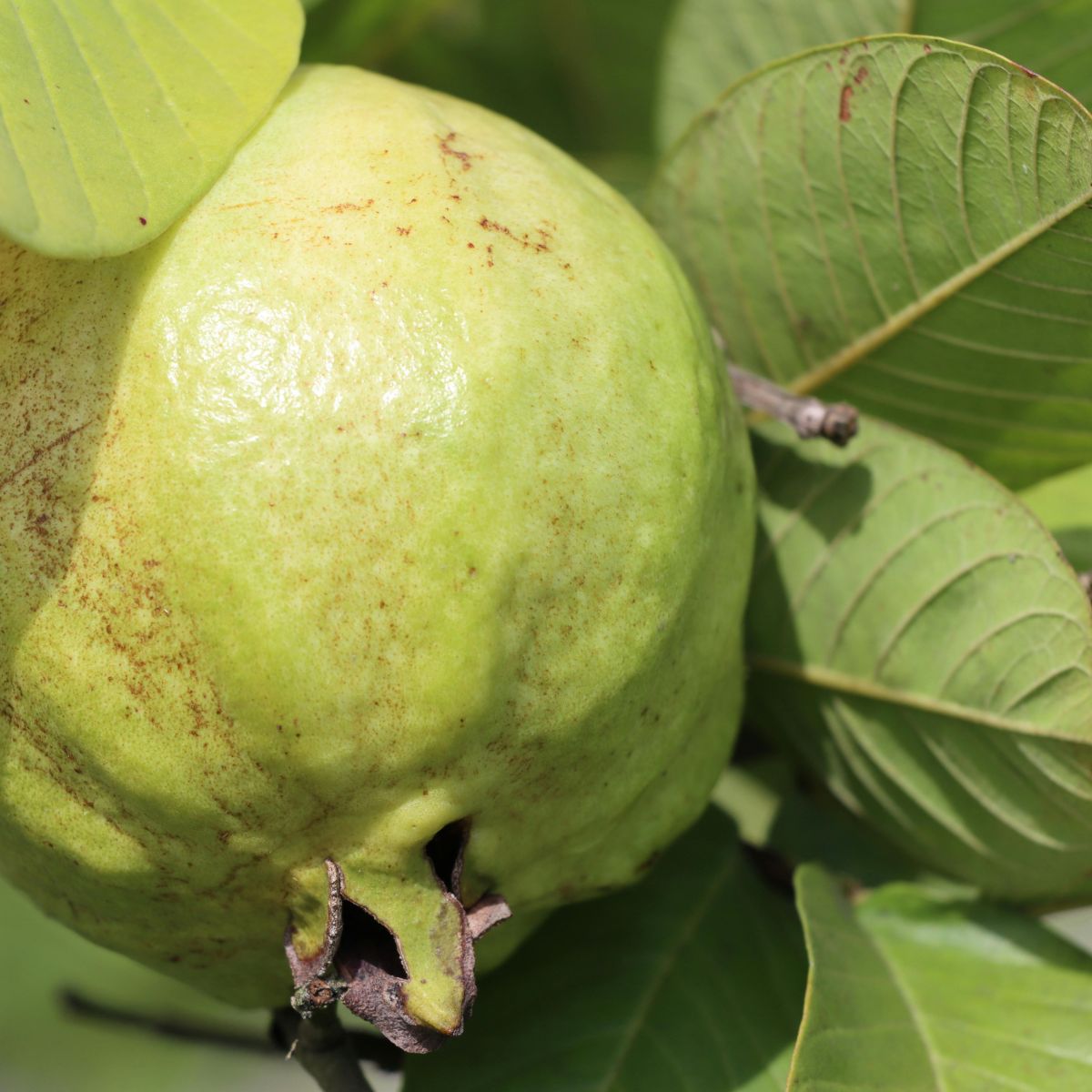 Como o Chá de Folha de Goiaba Pode Melhorar Seu Sono