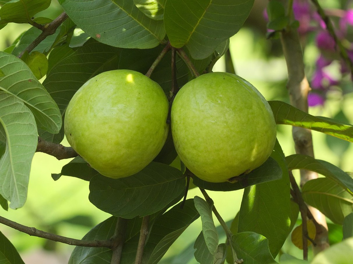 tônico de folha de goiaba para queda de cabelo