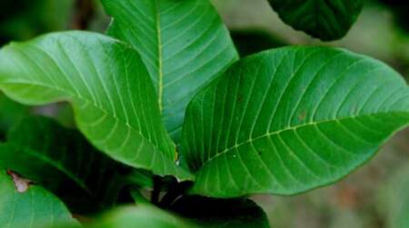 benefícios do chá de goiaba para crescimento capilar