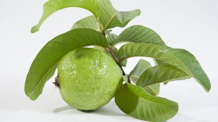 receita caseira para fortalecer o cabelo com goiaba