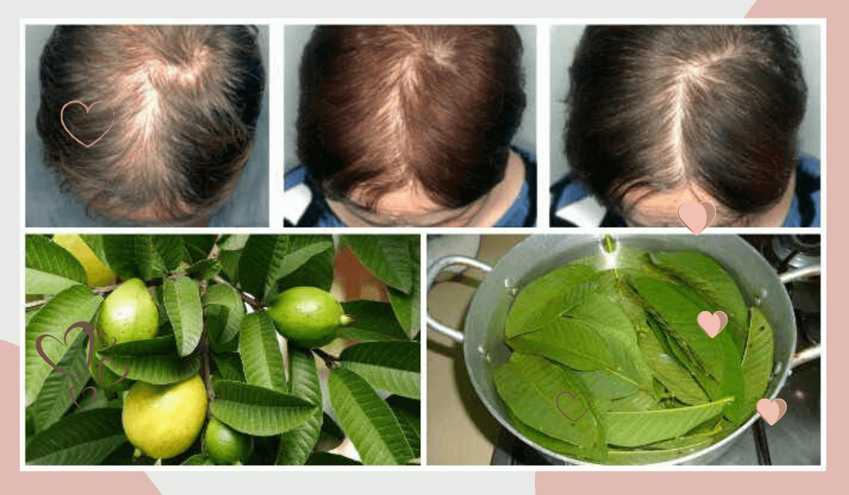 cha de goiabeira para cabelo