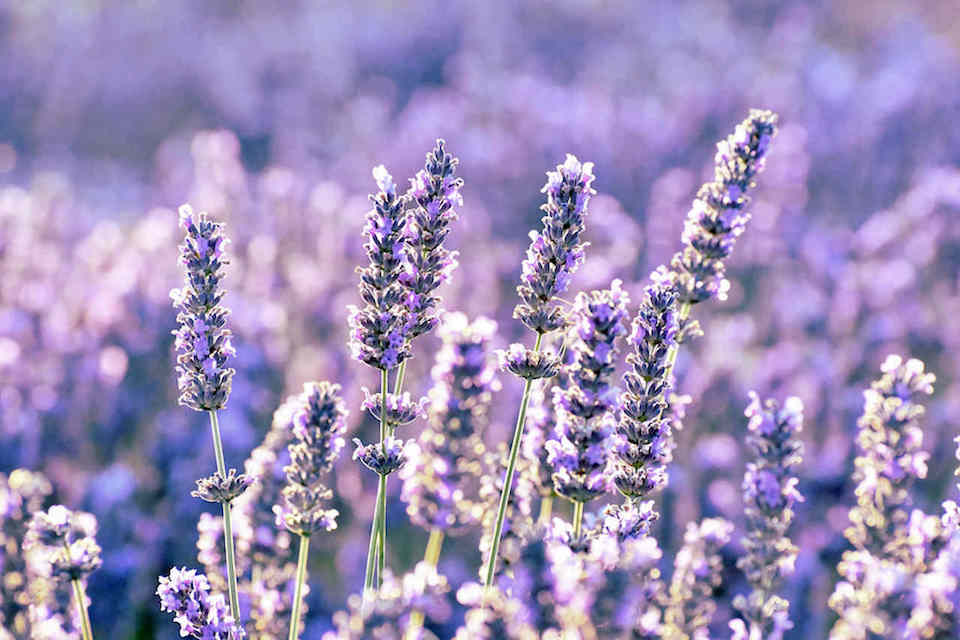Guia Completo: Como Usar Chá de Lavanda para Aliviar a Ansiedade; Moon Milk: A Receita Perfeita para Noites de Sono Tranquilas; Lavanda na Gravidez e Amamentação: O Que Você Precisa Saber Antes de Consumir; Além do Sono: Todos os Benefícios Digestivos do Chá de Lavanda; Chá de Lavanda vs. Camomila: Qual o Melhor para o Seu Relaxamento Profundo?; Dicas Essenciais para o Cultivo e Preparo da Lavanda para Chá.