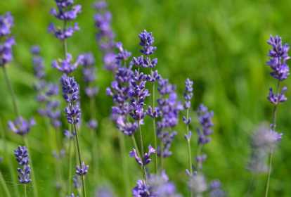 Guia Completo: Como Usar Chá de Lavanda para Aliviar a Ansiedade; Moon Milk: A Receita Perfeita para Noites de Sono Tranquilas; Lavanda na Gravidez e Amamentação: O Que Você Precisa Saber Antes de Consumir; Além do Sono: Todos os Benefícios Digestivos do Chá de Lavanda; Chá de Lavanda vs. Camomila: Qual o Melhor para o Seu Relaxamento Profundo?; Dicas Essenciais para o Cultivo e Preparo da Lavanda para Chá.