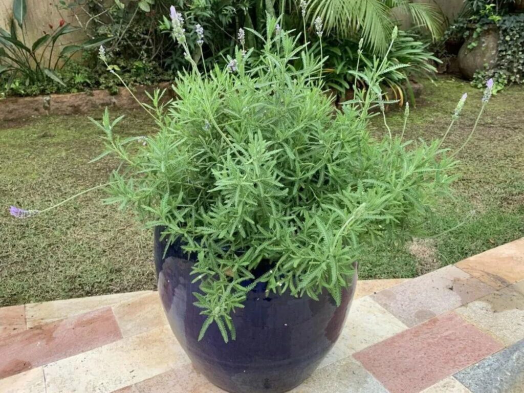 Guia Completo: Como Usar Chá de Lavanda para Aliviar a Ansiedade; Moon Milk: A Receita Perfeita para Noites de Sono Tranquilas; Lavanda na Gravidez e Amamentação: O Que Você Precisa Saber Antes de Consumir; Além do Sono: Todos os Benefícios Digestivos do Chá de Lavanda; Chá de Lavanda vs. Camomila: Qual o Melhor para o Seu Relaxamento Profundo?; Dicas Essenciais para o Cultivo e Preparo da Lavanda para Chá.