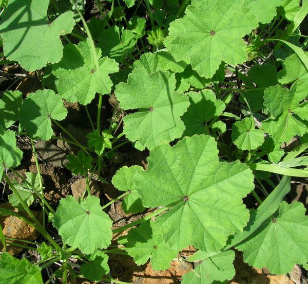 10 Usos Incríveis do Chá de Malva para a Saúde