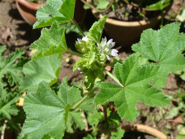 Descubra os Benefícios da Malva para a Pele e Cicatrização
