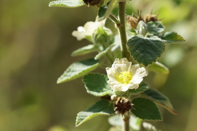 Malva: Um Aliado Natural para Problemas Respiratórios