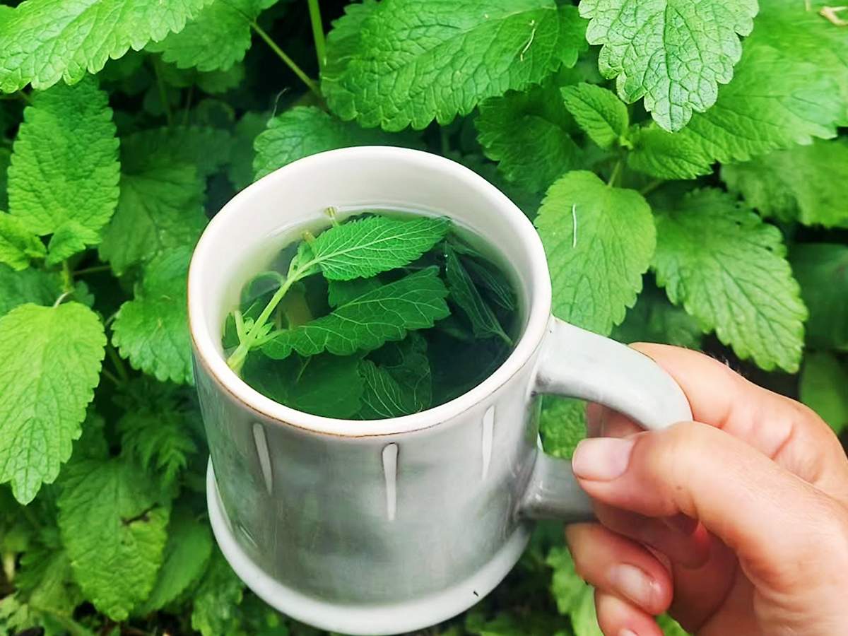 chá de melissa