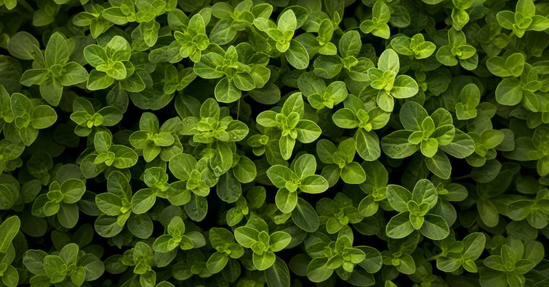 propriedades do chá de orégano com cravo e canela