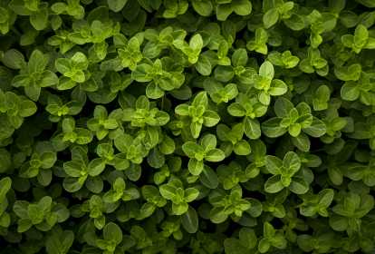 Chá de Orégano para Aliviar Tosse e Congestão