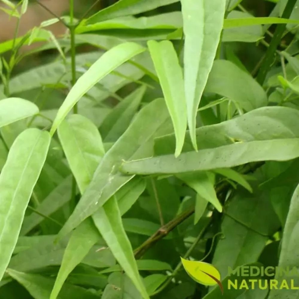 explore outras formas de consumo