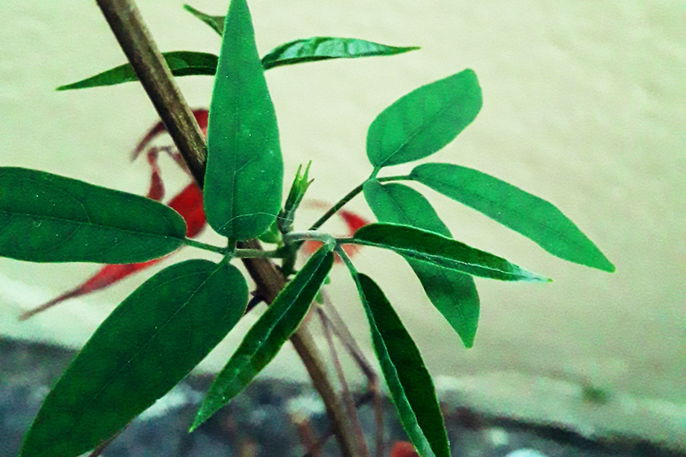 O Guia Completo da Arrabidaea Chica: Da Amazônia para sua casa