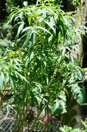 Chás que combatem a anemia: Uma análise comparativa