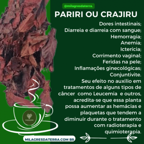 Receitas com Pariri: Além do chá