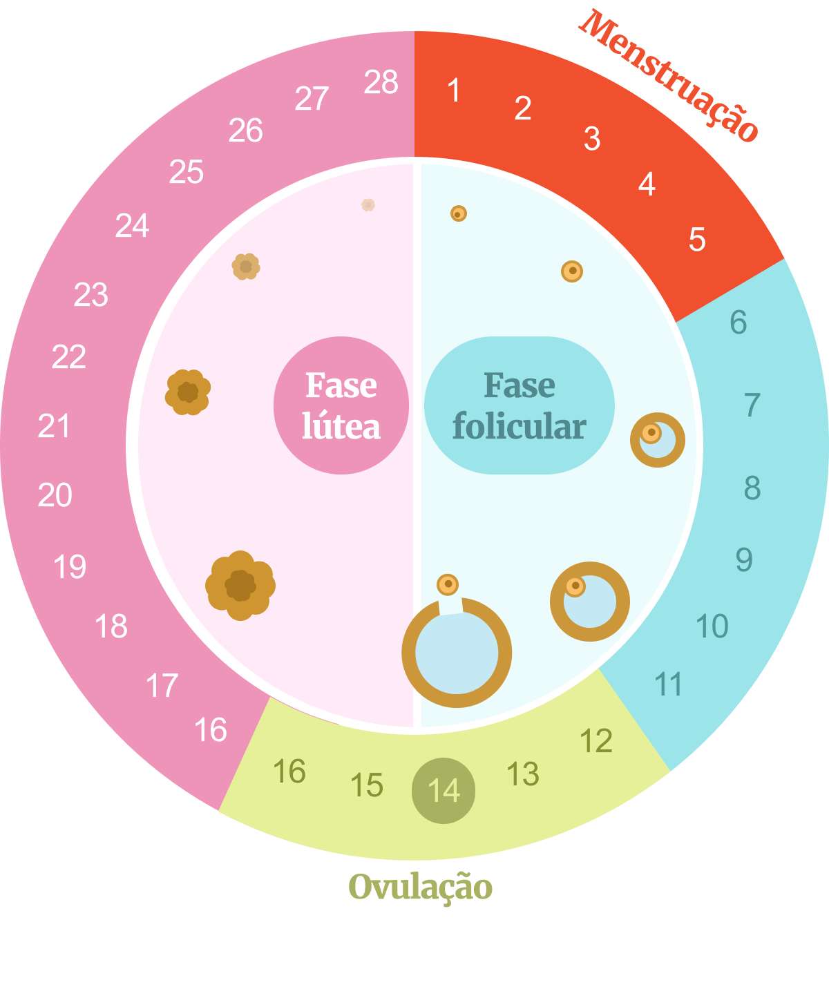 ciclo menstrual e produtividade