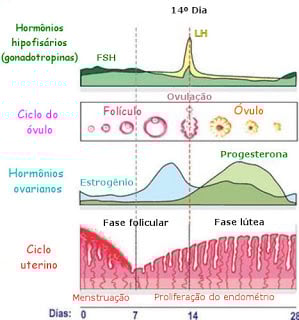 ciclo menstrual e desempenho profissional