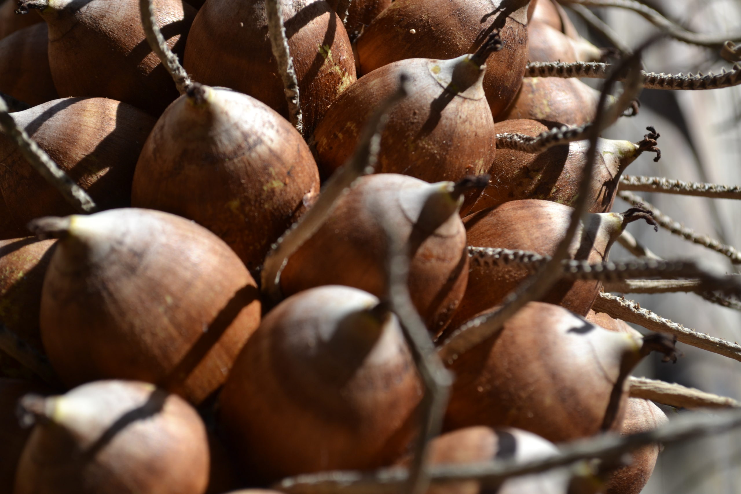Como o Babaçu Impulsiona a Economia Local no Norte e Nordeste