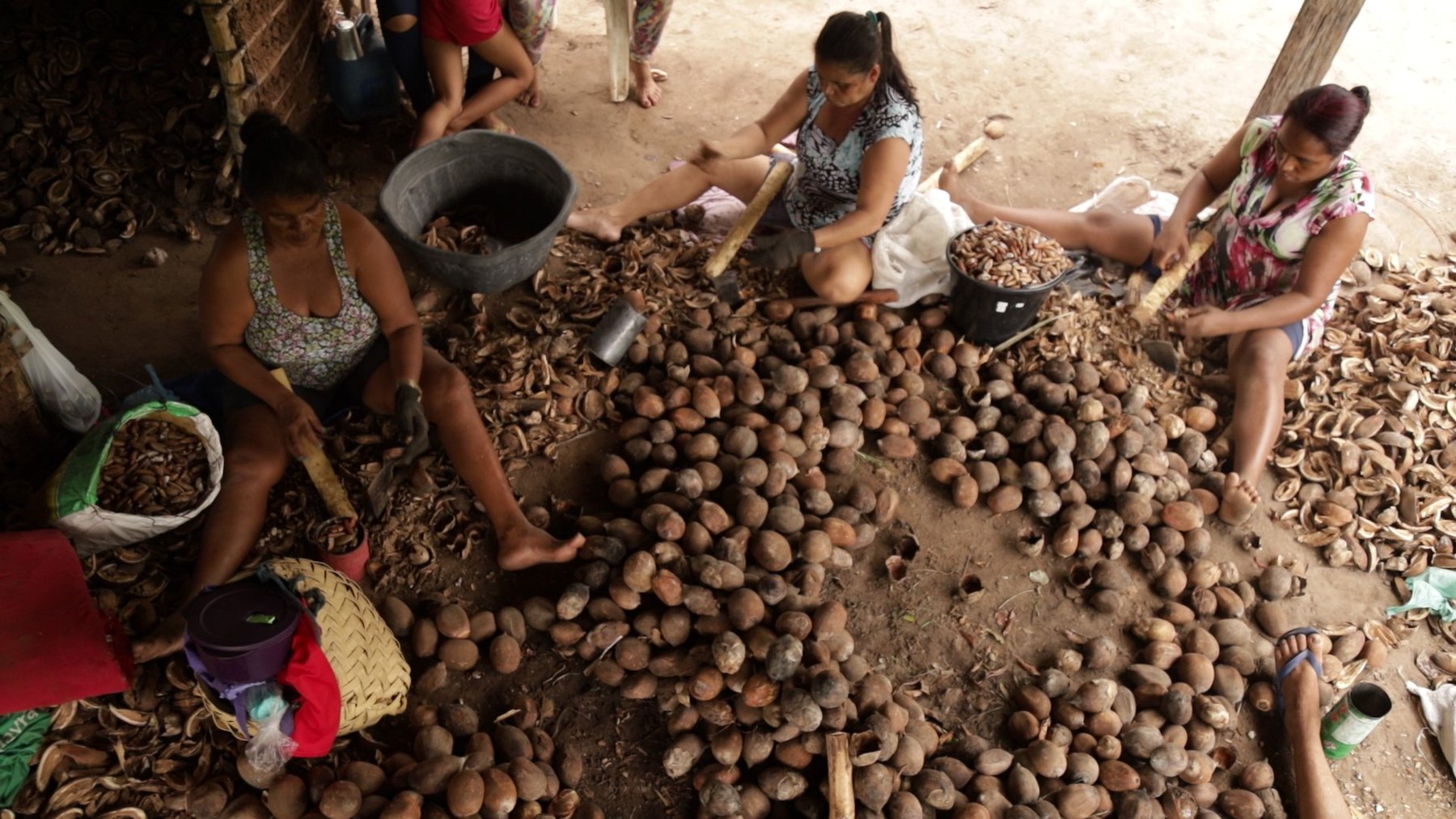 Gongo do Babaçu: Uma Iguaria Exótica e Nutritiva do Brasil