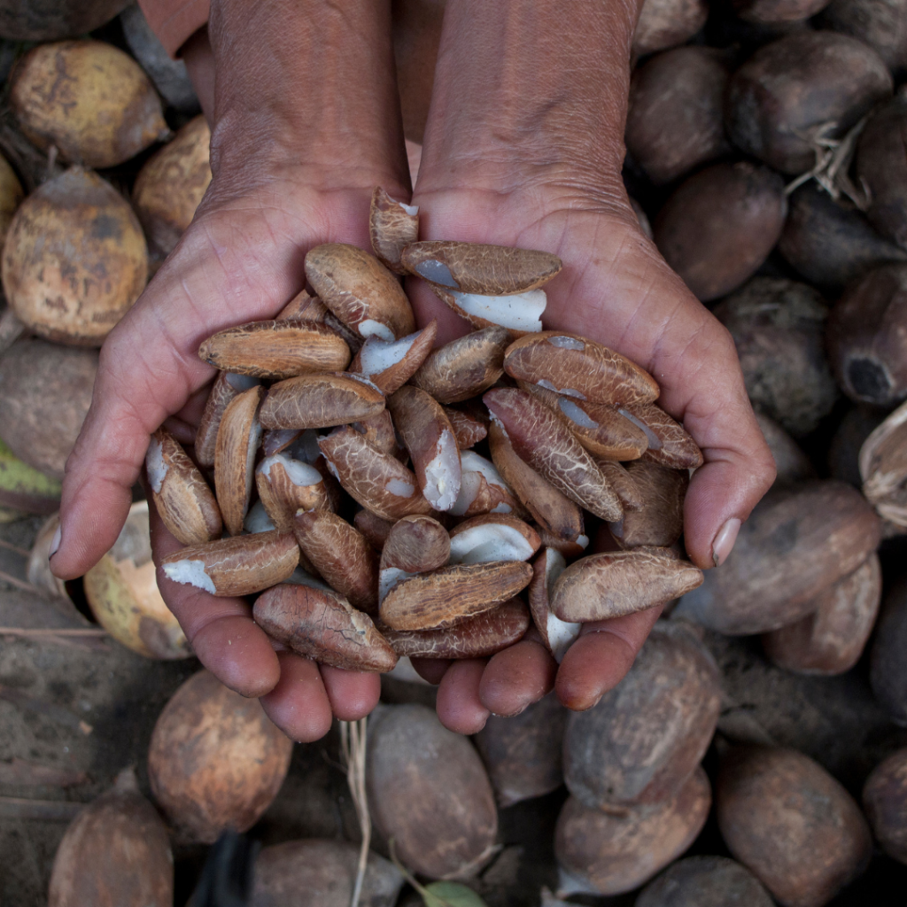 Os Benefícios Inesperados do Óleo de Babaçu para Saúde e Beleza
