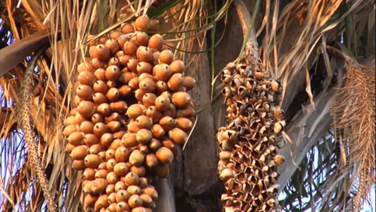 Quebradeiras de Coco Babaçu: Guardiãs da Floresta e da Cultura