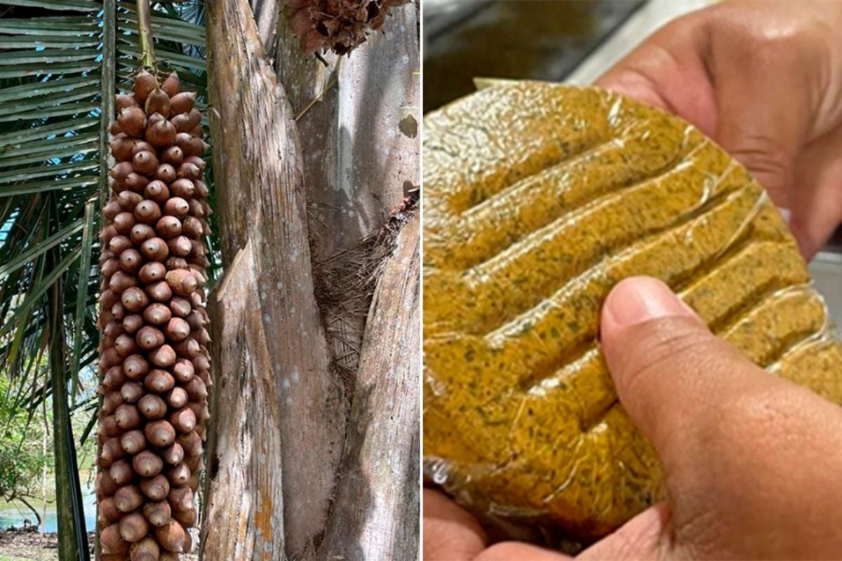 Como o Babaçu Impulsiona a Economia Local no Norte e Nordeste