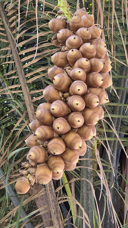 Gongo do Babaçu: Uma Iguaria Exótica e Nutritiva do Brasil