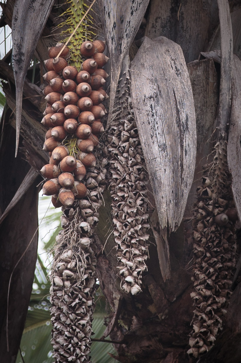 Receitas Deliciosas com Farinha de Babaçu: Da Tradição à Inovação