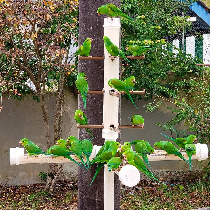 comedouro para passaros