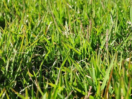 como eliminar tiririca do gramado