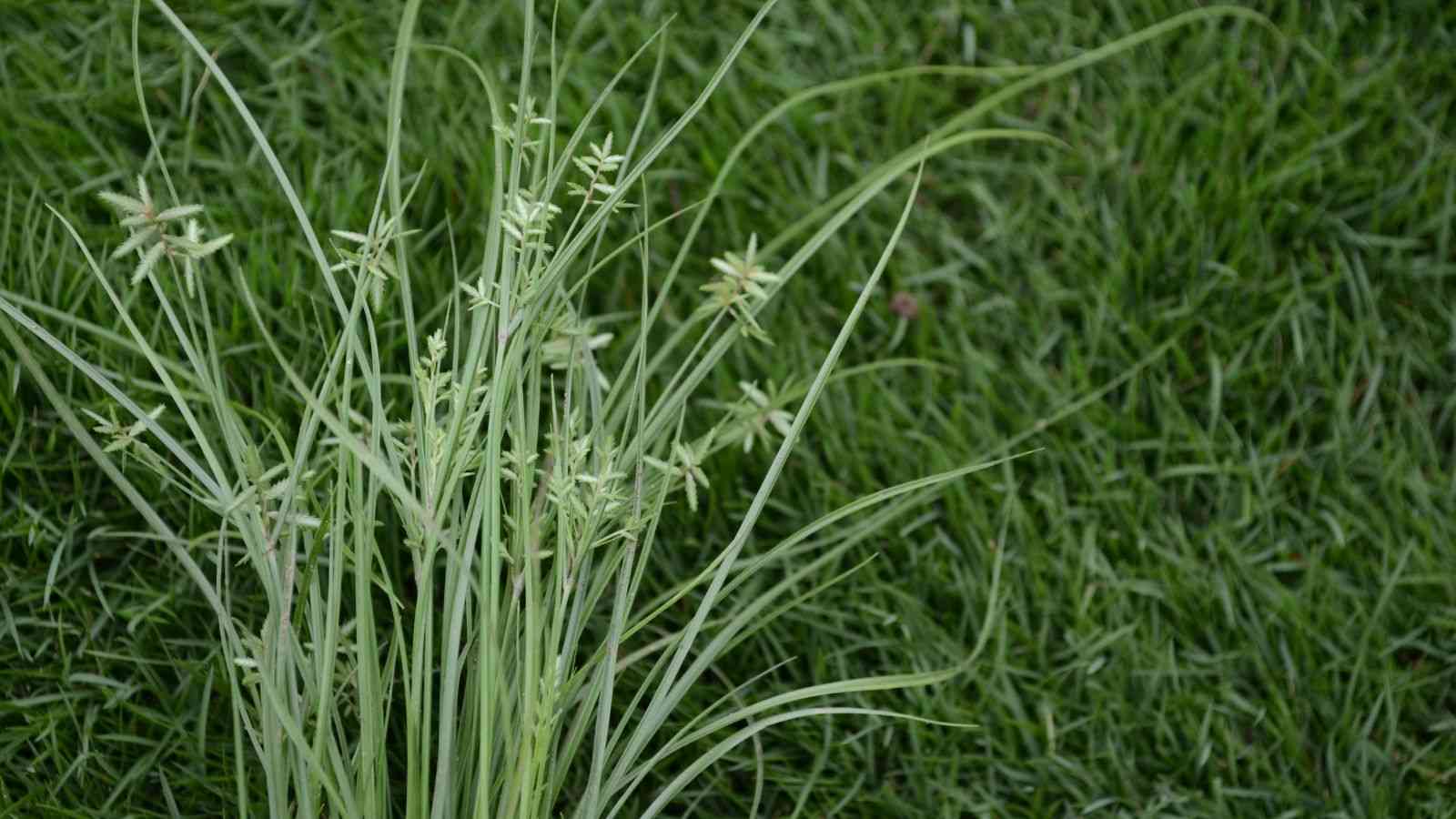 como acabar com tiririca no gramado