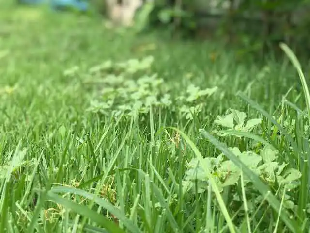 como eliminar tiririca do gramado