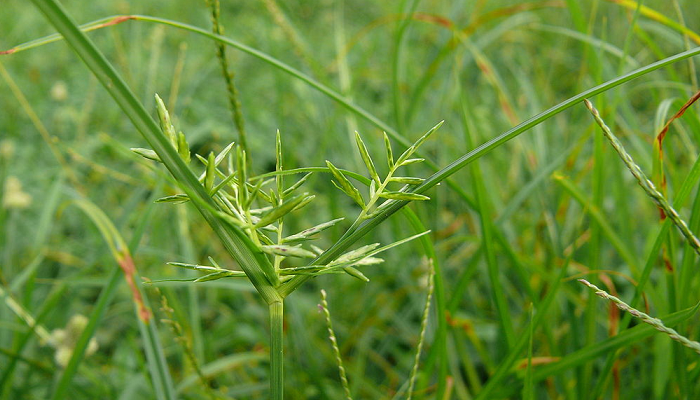 melhor herbicida para tiririca em grama esmeralda