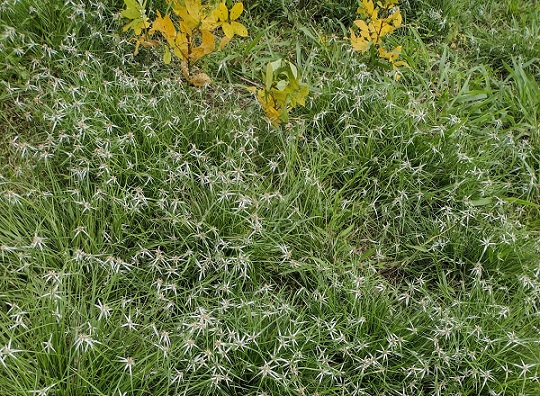 controle manual de tiririca com batatinhas