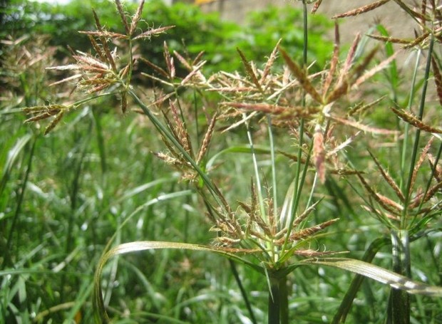 prevenir tiririca no gramado