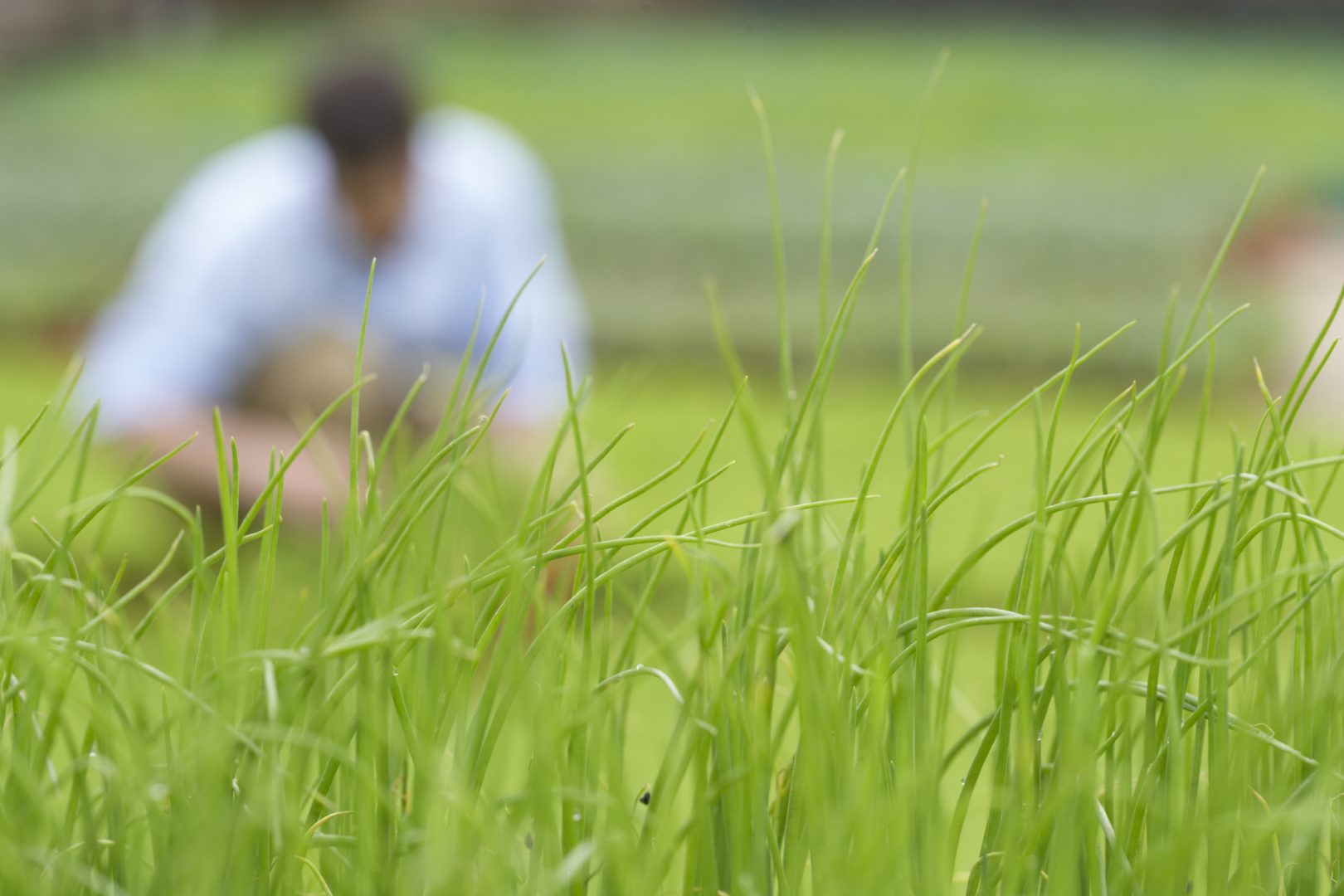 tratamento químico para tiririca em gramado