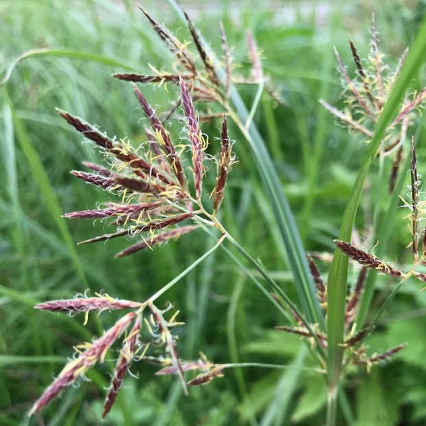 prevenir tiririca no gramado