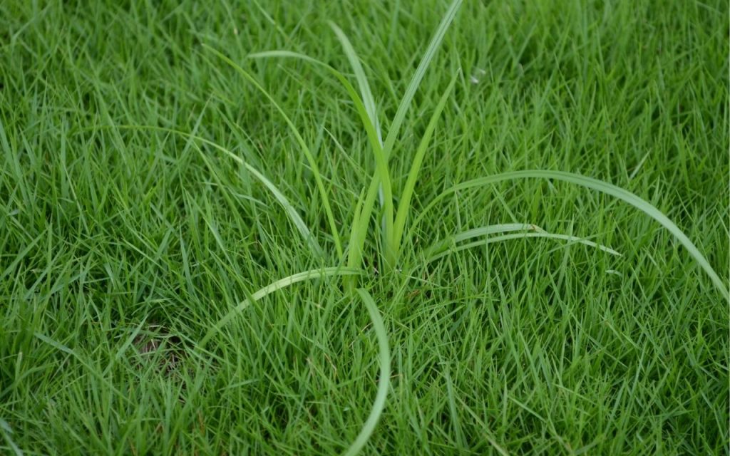 como acabar com tiririca no gramado