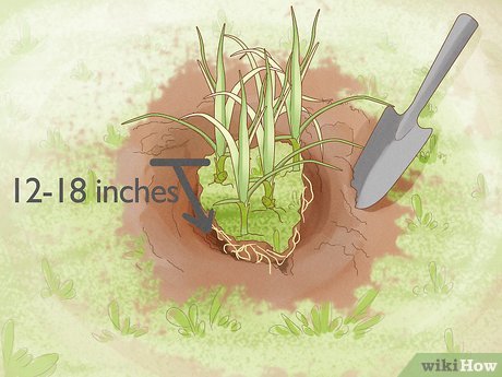 como eliminar tiririca do gramado