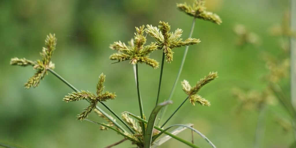 tratamento químico para tiririca em gramado