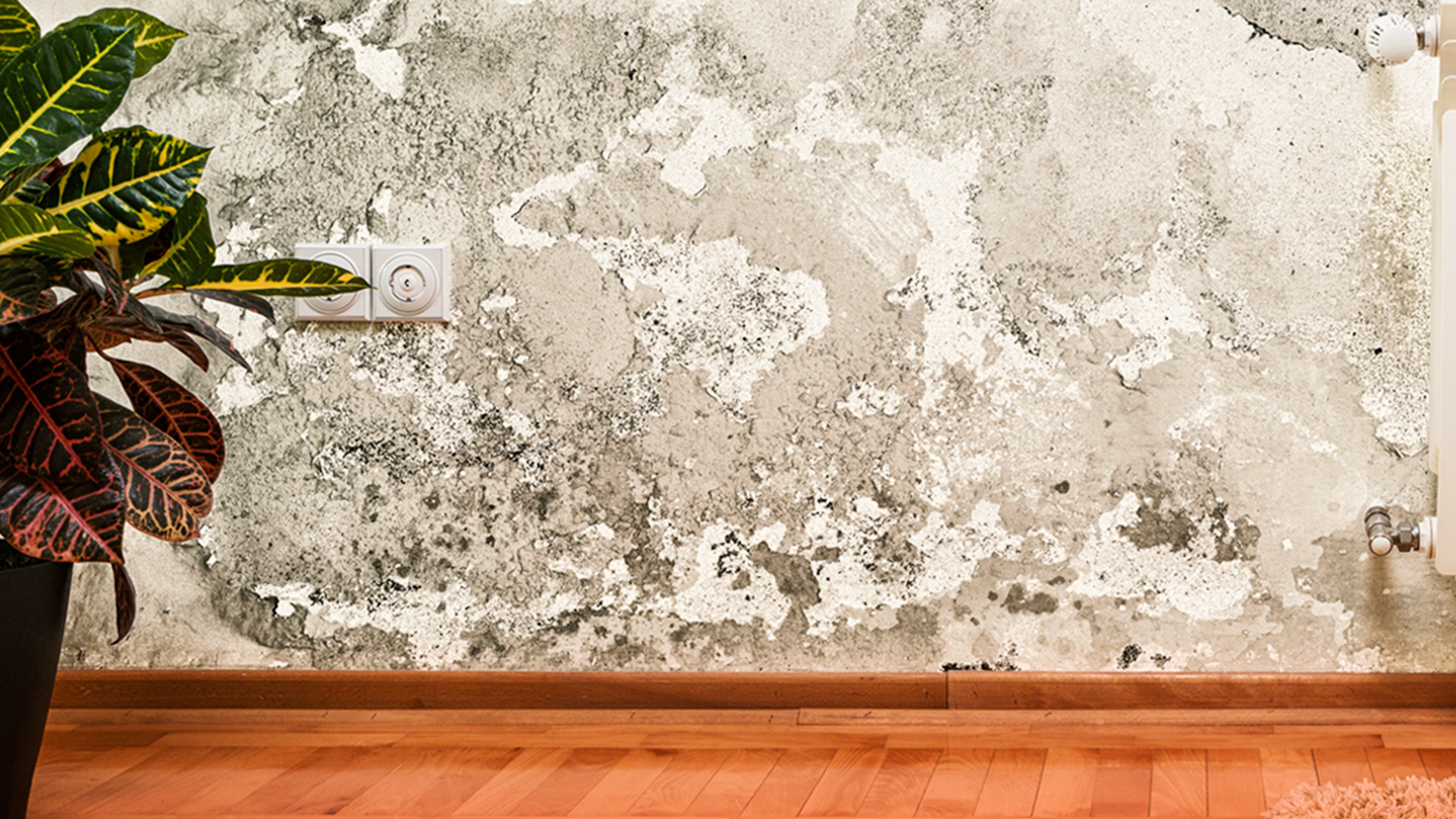 pintura antimofo banheiro