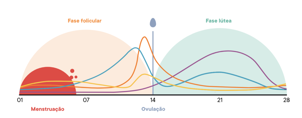 Guia completo de exercícios para a fase folicular