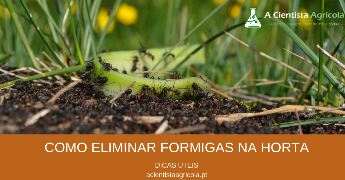 como afastar formigas da horta