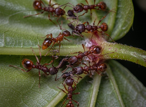 como espantar formigas da horta naturalmente